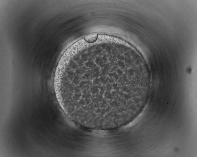 X0000103931529200810311505