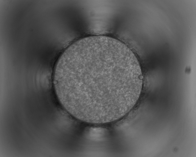 X0000103940360200809261730