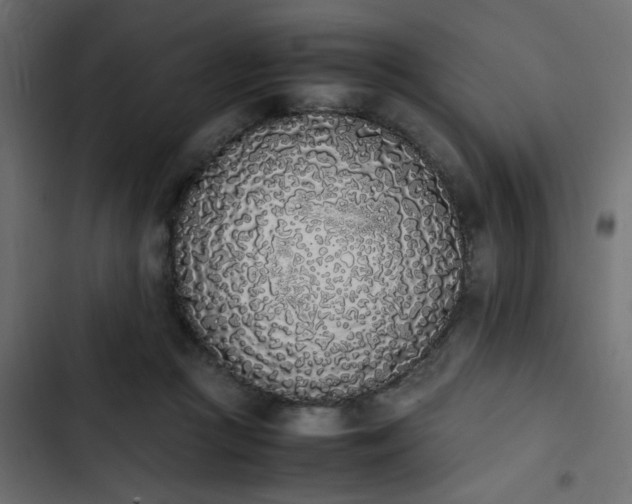 X0000103940361200809261730