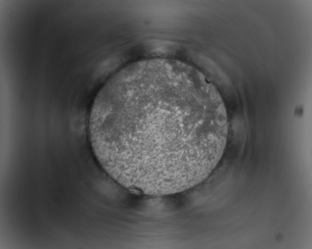 X0000103940423200809261729