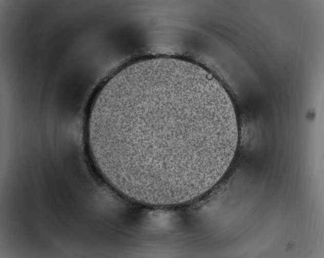 X0000103940444200809261729