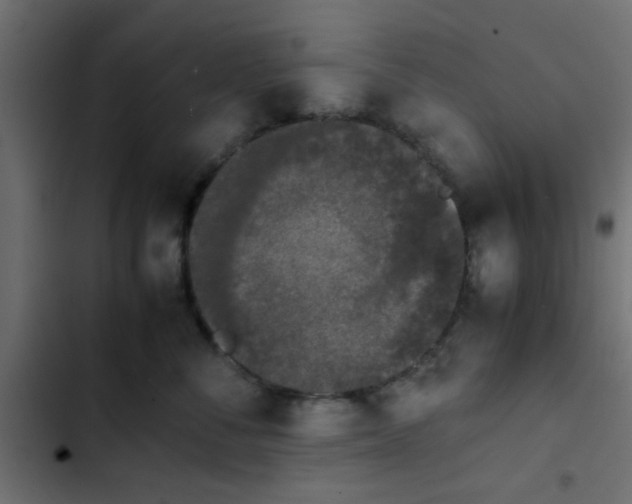 X0000103940716200809261725