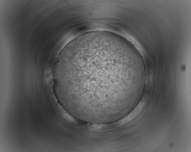 X0000103941385200809261716