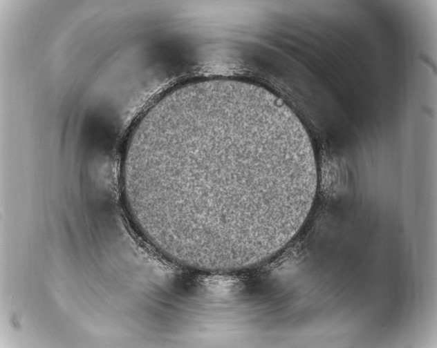 X0000103940444200810031326