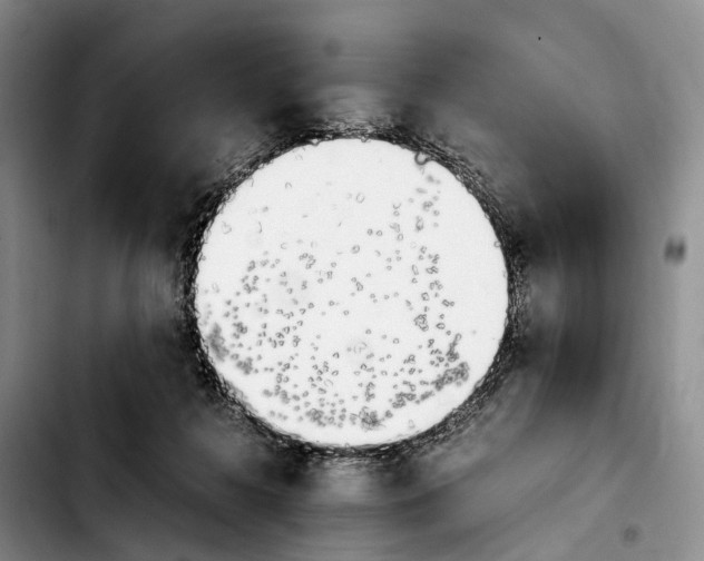 X0000103940268200810101422