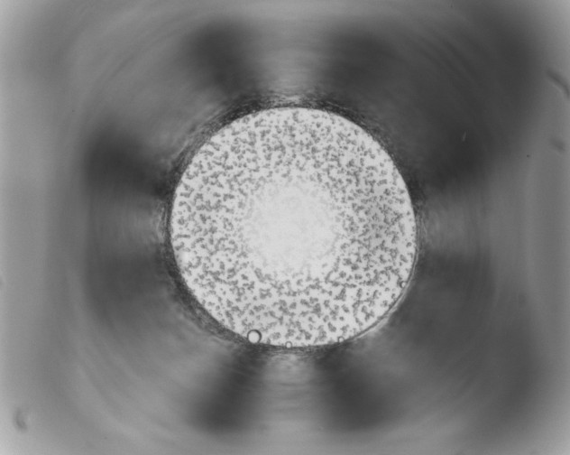 X0000103940174200810171823