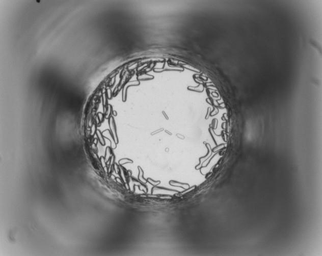 X0000103940292200810171821