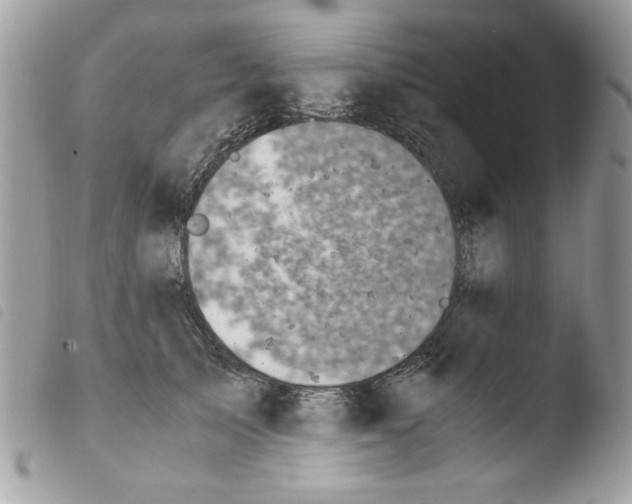 X0000103940705200810171815