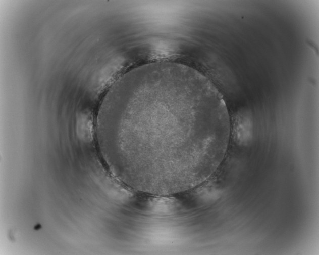 X0000103940716200810171815