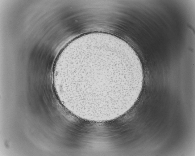 X0000103941028200810171810