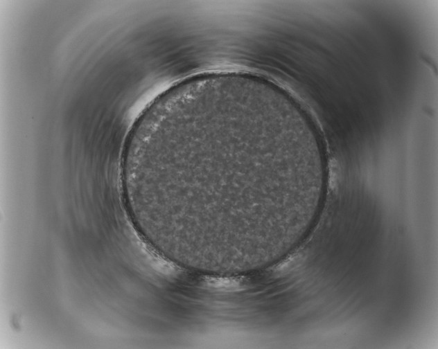 X0000103941229200810171807