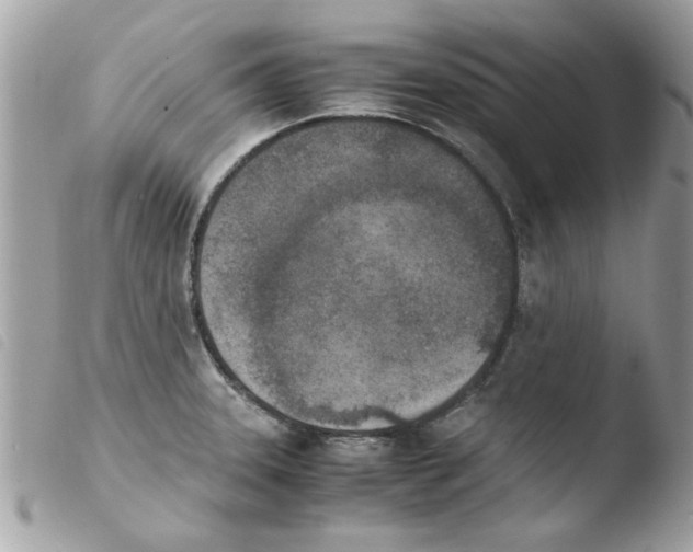 X0000103941331200810171806