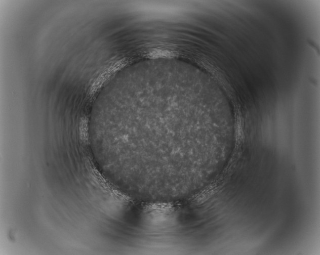 X0000103940353200810311530