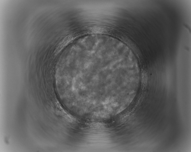 X0000103940577200810311527