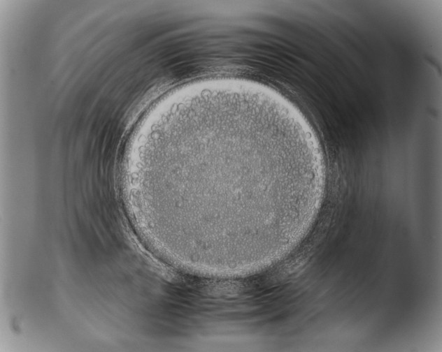 X0000103940851200810311524