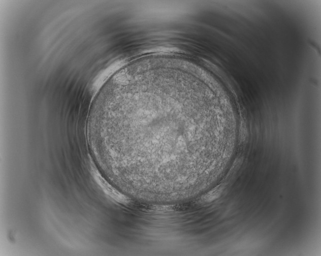 X0000103941338200810311516