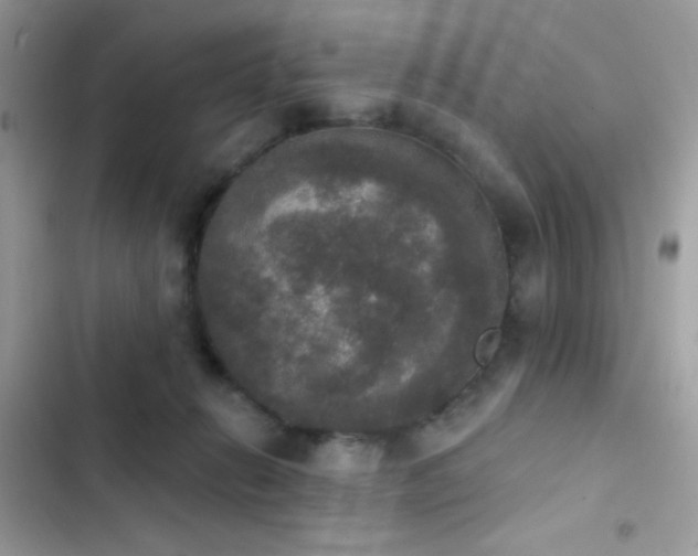 X0000103950270200809191448