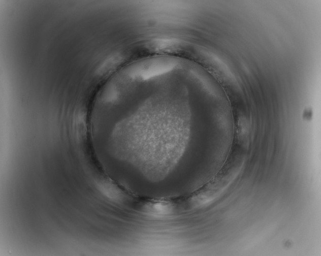 X0000103950506200809191444
