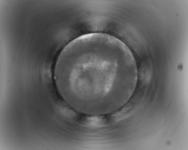 X0000103950516200809191444