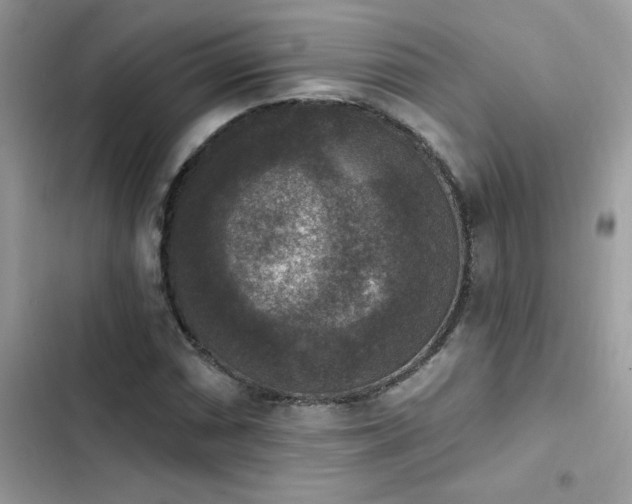 X0000103951066200809191435