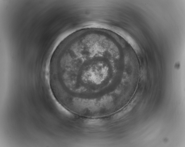 X0000103951247200809191433