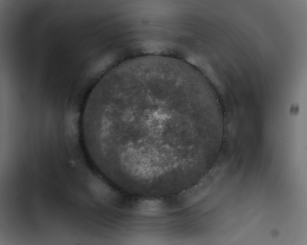 X0000103950066200809261757