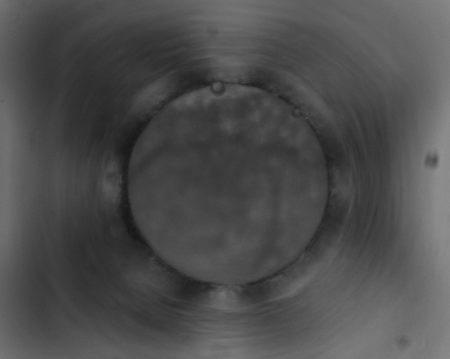 X0000103950080200809261757