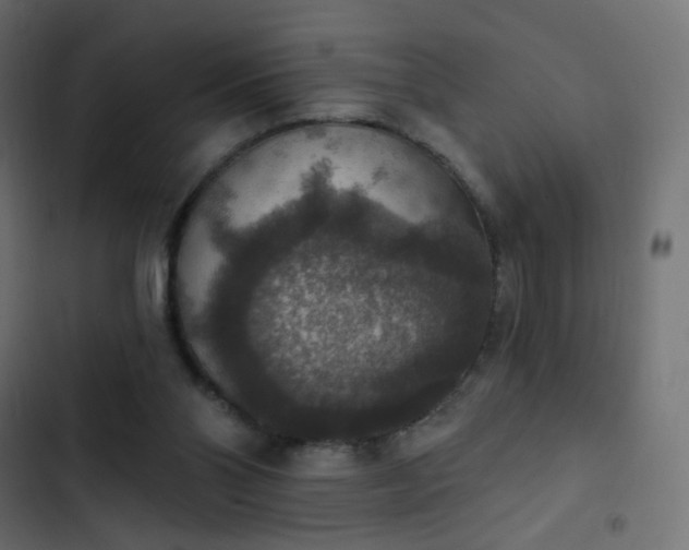 X0000103950110200809261757