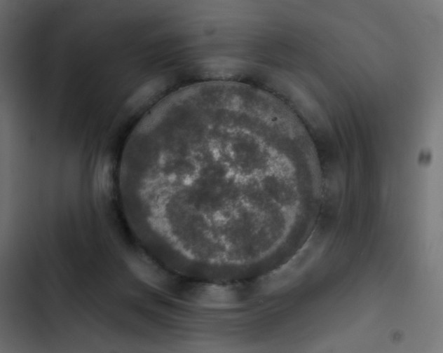 X0000103950166200809261756