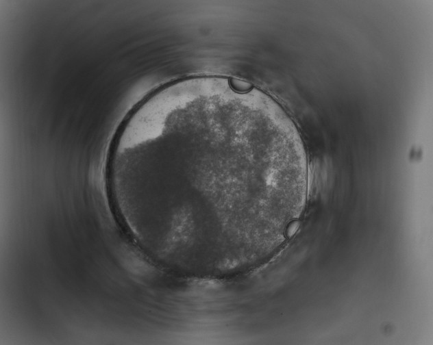 X0000103950195200809261756