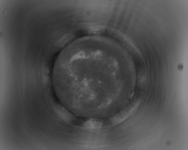 X0000103950270200809261755