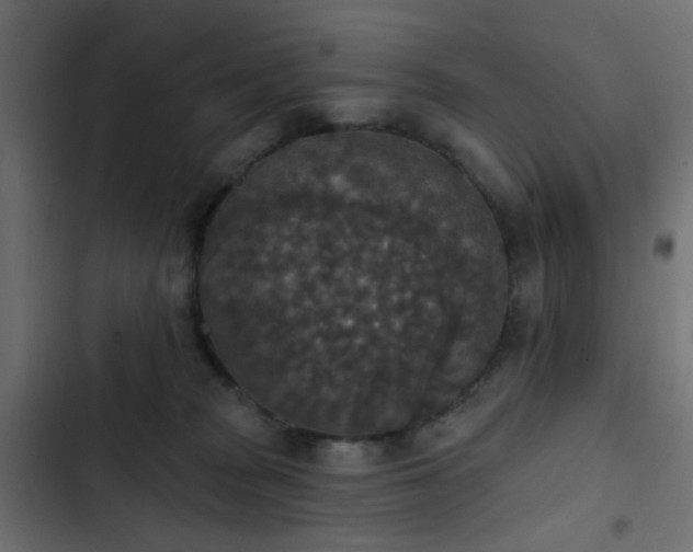 X0000103950277200809261755