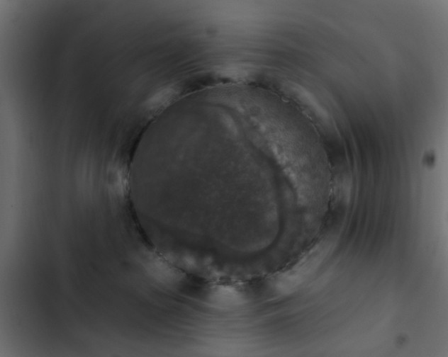 X0000103950285200809261755