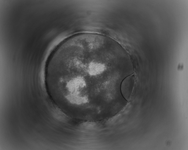 X0000103950294200809261754