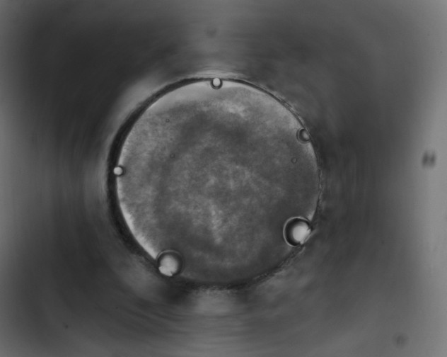 X0000103950296200809261754