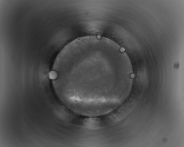 X0000103950320200809261754