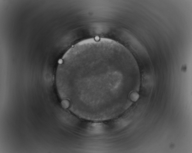 X0000103950324200809261754