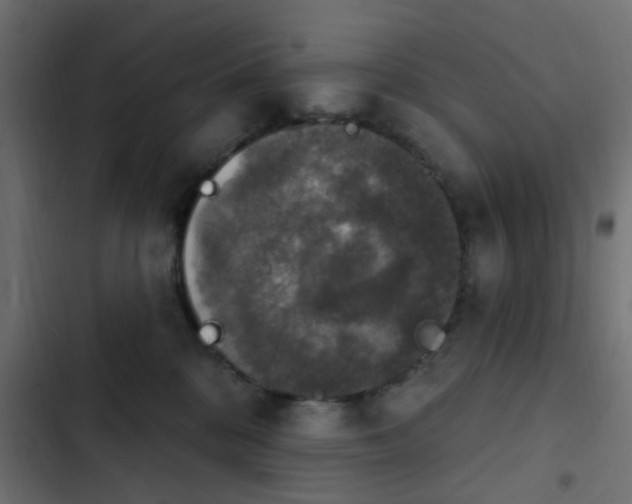 X0000103950328200809261754