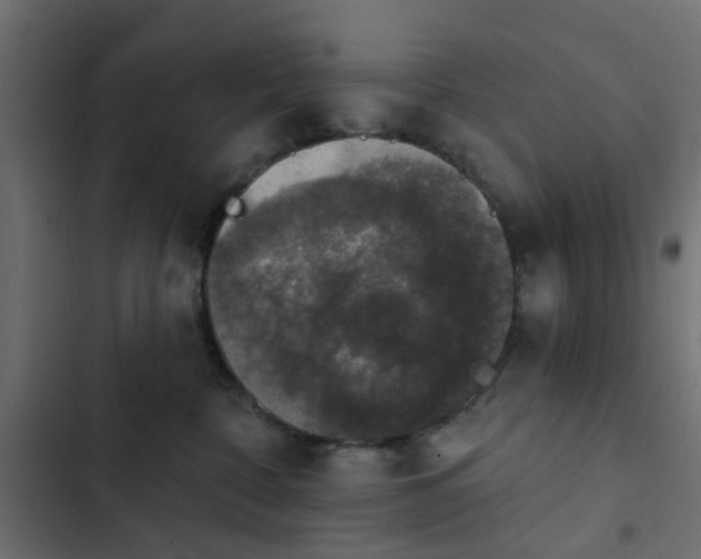 X0000103950332200809261754