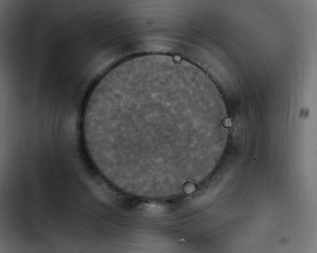 X0000103950352200809261753