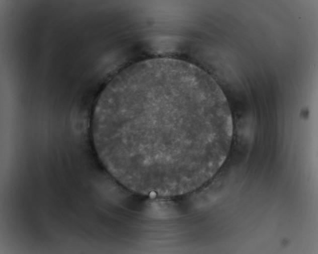 X0000103950372200809261753