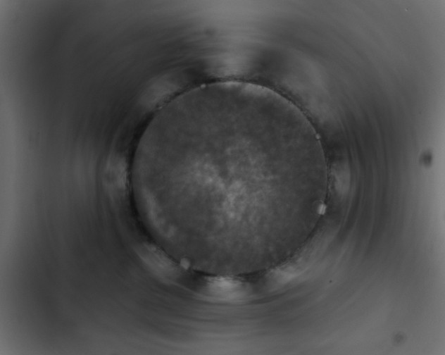 X0000103950380200809261754