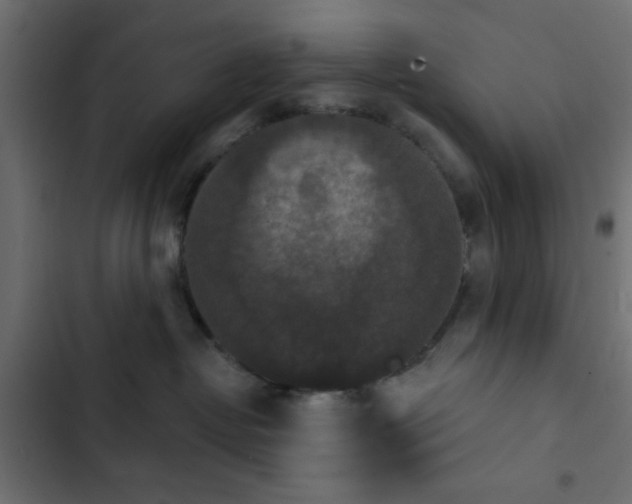 X0000103950382200809261754