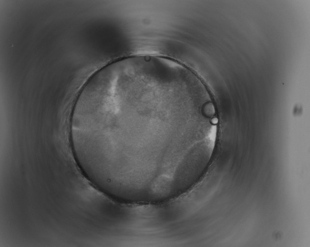 X0000103950385200809261753