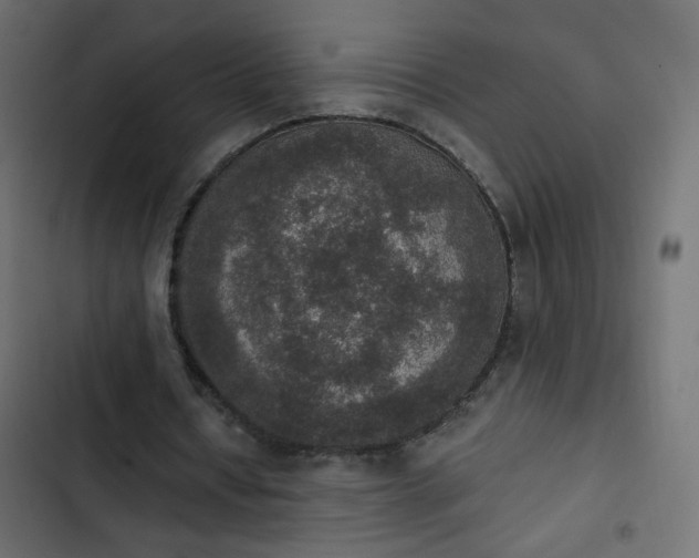 X0000103950434200809261752