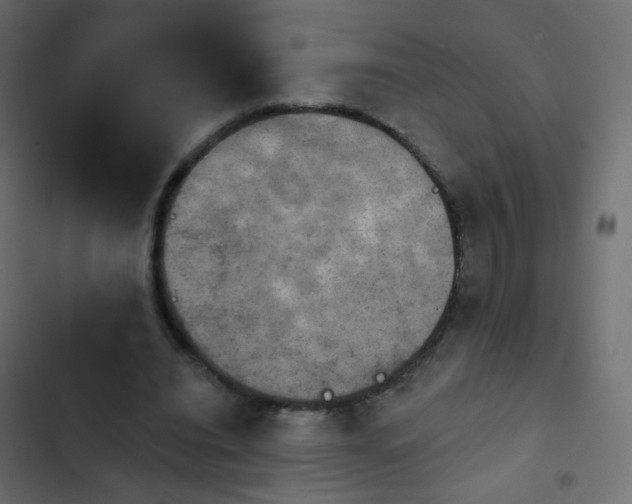 X0000103950440200809261752