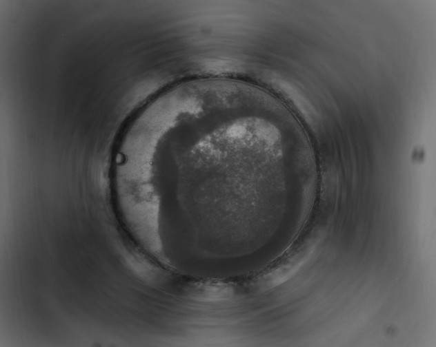 X0000103950443200809261752