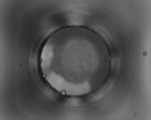 X0000103950444200809261752