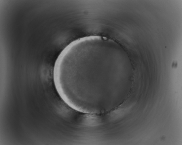 X0000103950528200809261751