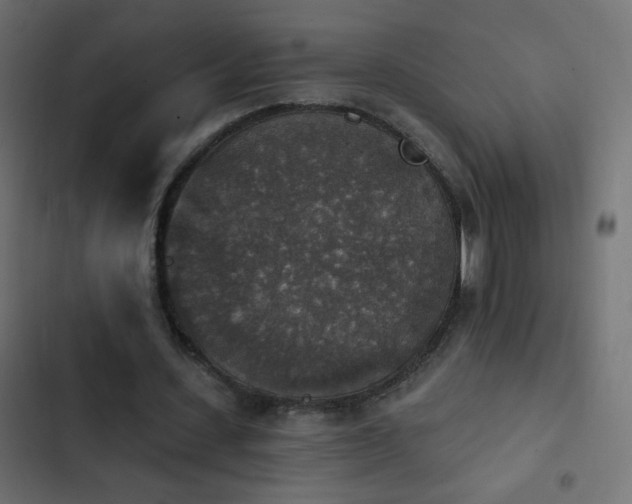 X0000103950531200809261750